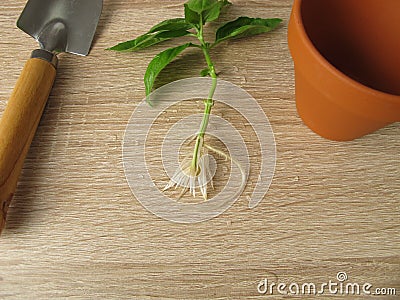 Basil shoot with roots for regrow Stock Photo