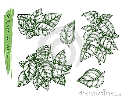 Basil spice and herbal seasonings, sketch herbs Vector Illustration