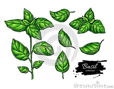 Basil vector drawing set. Isolated plant with leaves. Herbal illustration. Vector Illustration