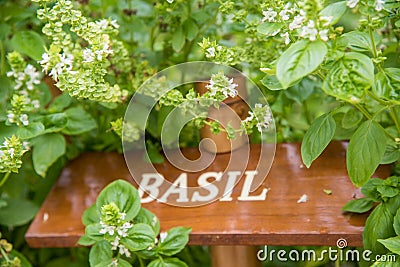 Basil wooden sign Stock Photo