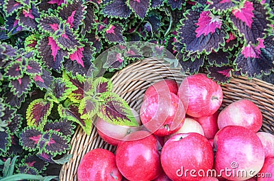 Basket of apples. Closeup of red leaves a coleus plant Stock Photo