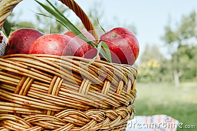Basket with apples in the garden Stock Photo