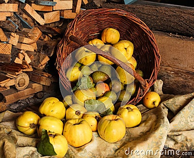 Basket with apples, quince and pear. Stock Photo