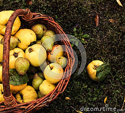 basket with apples, quince and pear. Stock Photo