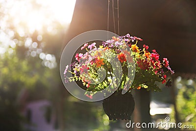 Basket with beautiful flowers Stock Photo