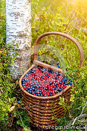 Basket of bilberry and cowberry in the forest near the tree among the blueberry bushes. Stock Photo
