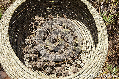 Basket of black sage flower head harvest Stock Photo