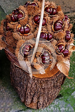 basket of chestnuts, seasonal food Stock Photo