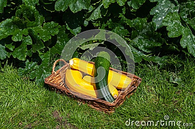 Basket of courgettes with growing courgette plants Stock Photo