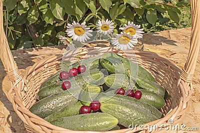 Still life basket of cucumbers with a bouquet of daisies Stock Photo