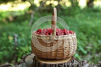 Basket with delicious wild strawberries on stump in forest Stock Photo