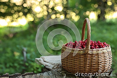 Basket with delicious wild strawberries on wooden stump in forest. Space for text Stock Photo