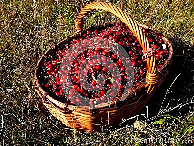 Basket with a dogrose Stock Photo