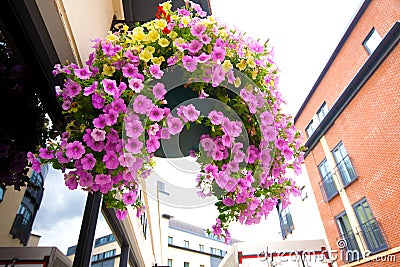 basket filled with trailing azaleas Stock Photo