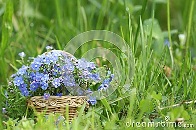 Basket of forget-me-not flowers Stock Photo