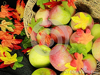 Basket of fresh apples, with colorful fall leaves Stock Photo