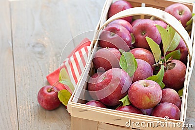 Basket of fresh picked apples Stock Photo