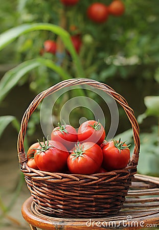 Basket of fresh, red tomatoes and garden Stock Photo