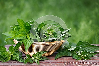 Basket of fresh stinging nettle leaves Stock Photo