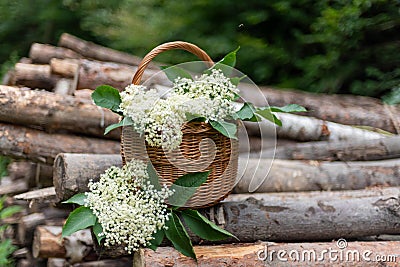 Basket full of elderberry flowers in woods, elderflowers harvesting Stock Photo