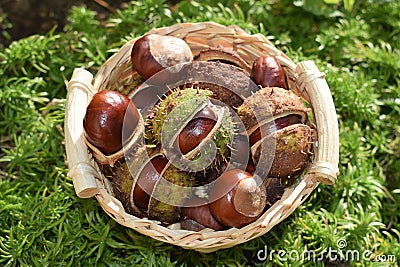 Basket full of fresh horse chestnuts Stock Photo