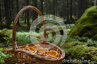 Freshly picked golden chanterelles in a basket in the forest Stock Photo