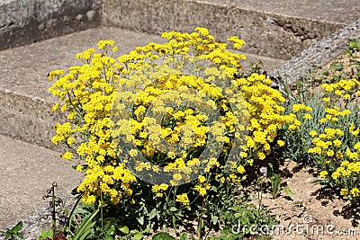 Basket of gold or Aurinia saxatilis rounded evergreen perennial flowering plant growing in shape of small bush full of bright Stock Photo