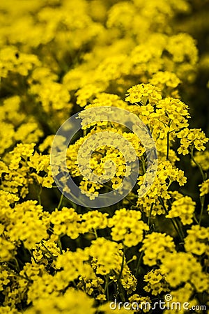 Basket of gold, (Aurinia saxatilis) in spring Stock Photo