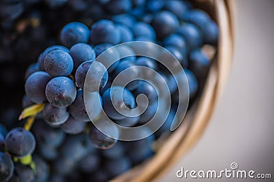 Detail of a basket with grapes. Harvest of blue grape. Food, burgundy. Autumn in the garden. Stock Photo