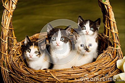 Basket of Kittens Stock Photo