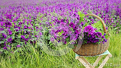 Basket with mallow in front of purple flowerfield Stock Photo