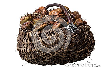 Basket with mushrooms Stock Photo