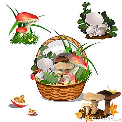 Basket with mushrooms isolated on white background. Set of cut edible wild forest mushrooms. Sketch for a poster on Vector Illustration