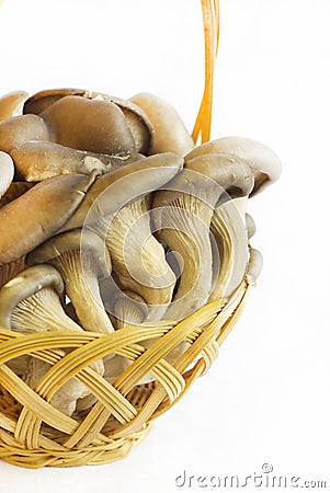 Basket with oyster mushrooms Stock Photo