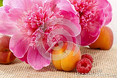 Basket of pretty pink peonies, white rustic background, Stock Photo