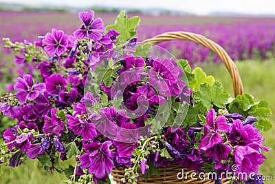 Basket with purple wild mallow in front of flowerfield Stock Photo
