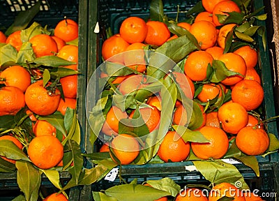 Basket of ripe citrus fruits displayed in a market ready to be bought and enjoyed. mandarin, orange, lemon, green lime for Stock Photo