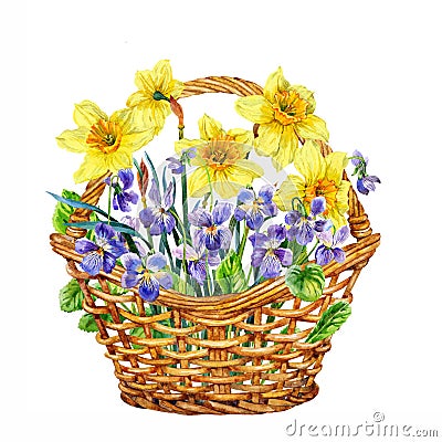 Basket of spring flowers. Daffodils and violets. Watercolor. Stock Photo