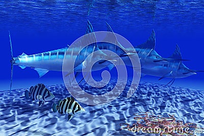 Blue Marlin Pack Stock Photo