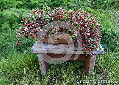 Basket with strawberries standing on a wooden bench. Stock Photo
