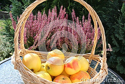 Basket with sweet Swedish Aroma apples - Heather plants in background Stock Photo