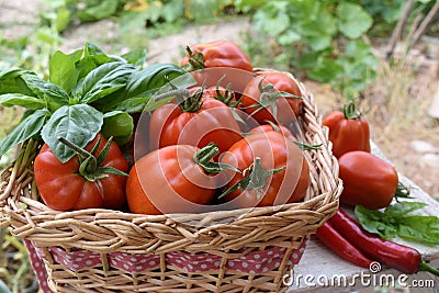 Basket of tomatoes in a vegetable garden Stock Photo