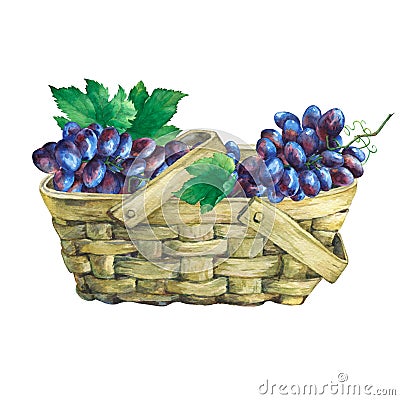 Basket wattled of veneer with fresh bunches of black grapes. Stock Photo