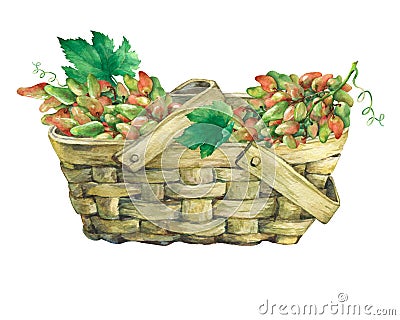 Basket wattled of veneer with fresh bunches of grapes. Stock Photo