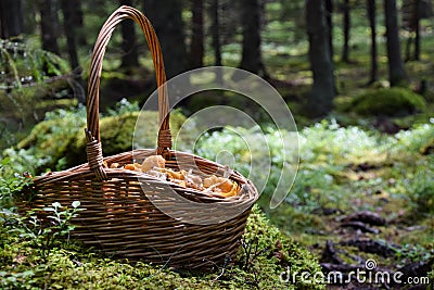 Basket of wild golden chanterelles in the forest Stock Photo