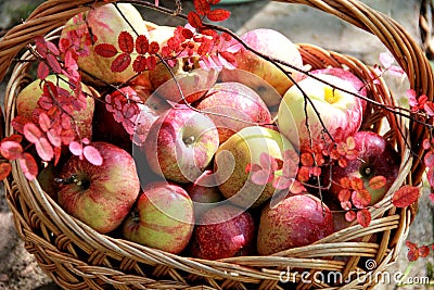 Basketful of apples Stock Photo