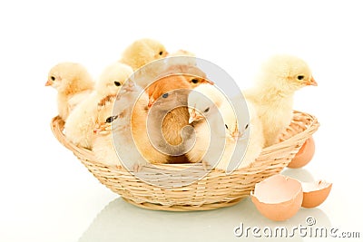 A basketful of fluffy spring chickens Stock Photo