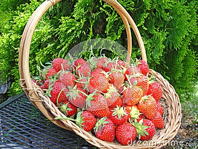 Basketful of Strawberries Stock Photo