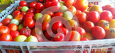 A basketful tomato Stock Photo