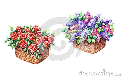 Baskets with Red Rose and Lilac Flowers Cartoon Illustration